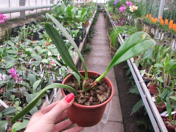 Bulbophyllum grandiflorum.JPG