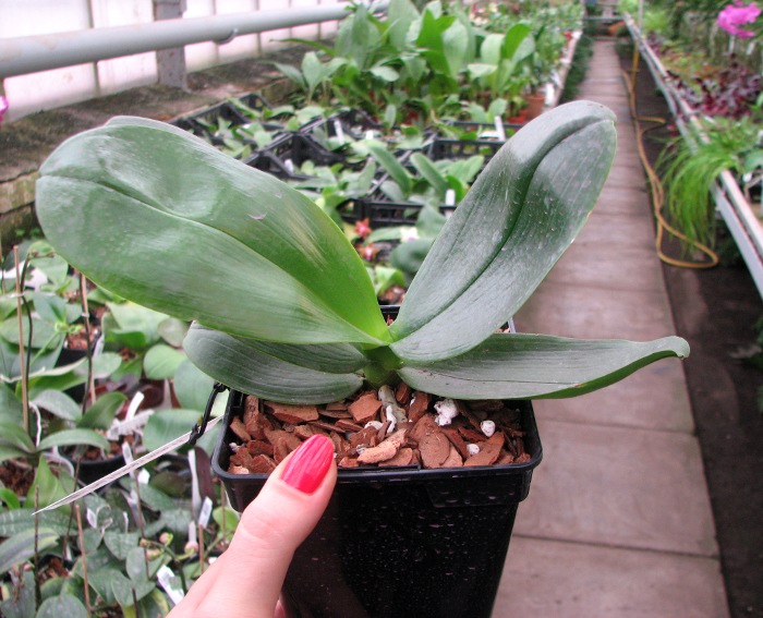 Phalaenopsis Fusheng's World 'FS'.JPG