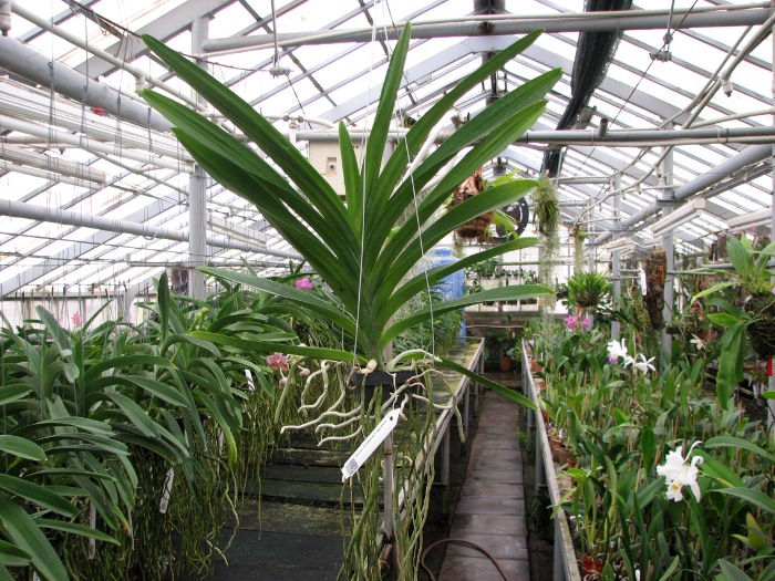 Ascocenda Kulwadee Fragrance.JPG
