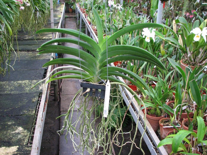 Ascocenda Butterfly x Vanda Srakaew.JPG