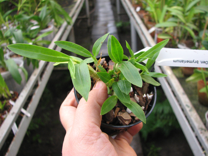 Dendrobium brymerianum.jpg