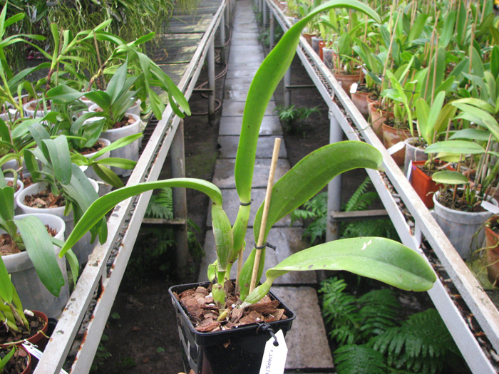 Cattleya warneri var alba ('Select' x 'MAJ').jpg