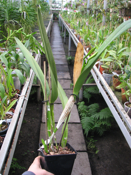 Laelia purpurata (Anelata 'Adans' x Anelata).jpg