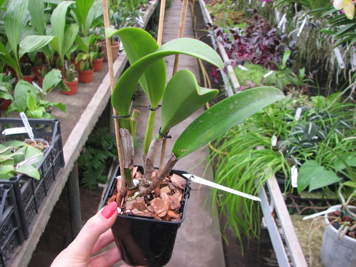 Brassolaeliocattleya Golden 'Green Angel' x Brassavola digbyana 'Uncle Pig'.JPG
