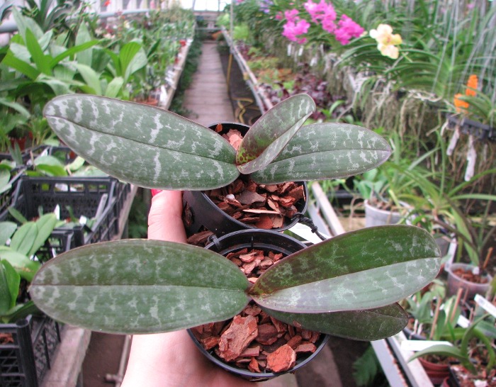Phalaenopsis stuartiana (green x yellow).JPG