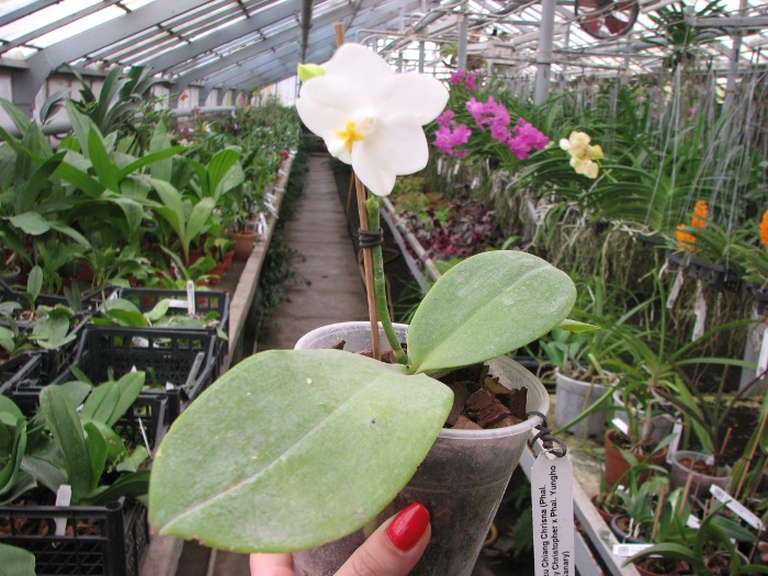 Phalaenopsis Tzu Chiang Chrisna (Phalaenopsis Timothy Christopher x Phalaenopsis Yungho Geld Canary).JPG