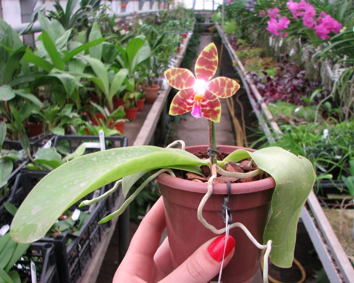 Phalaenopsis amboinensis x Phalaenopsis Penang Girl .JPG