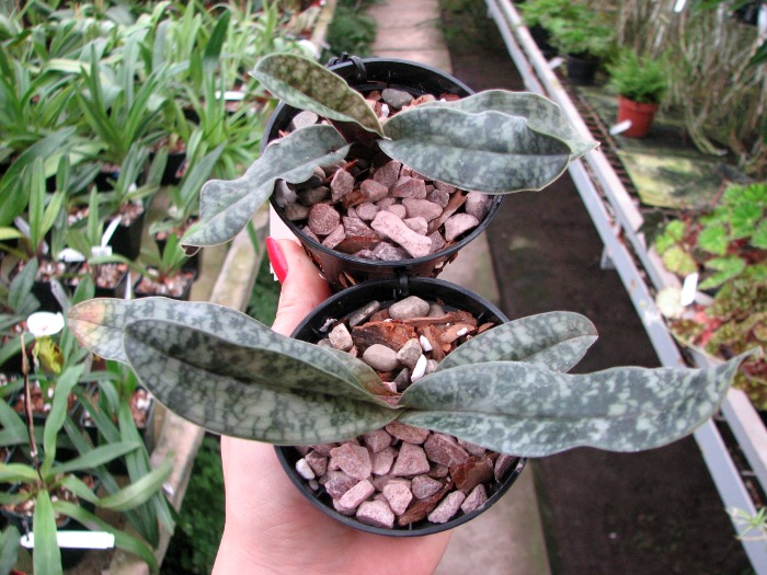 Paphiopedilum vietnamense.JPG