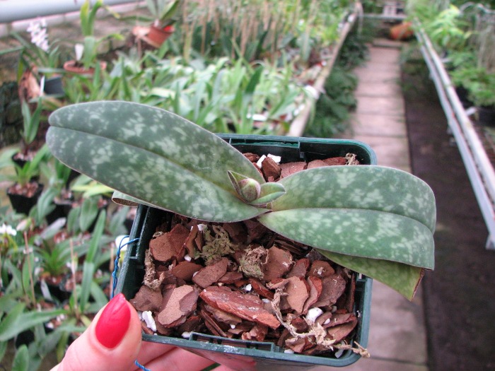 Paphiopedilum bellatulum.JPG