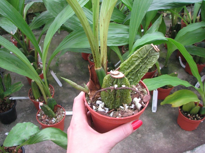 Angulocaste Red Jewel.JPG