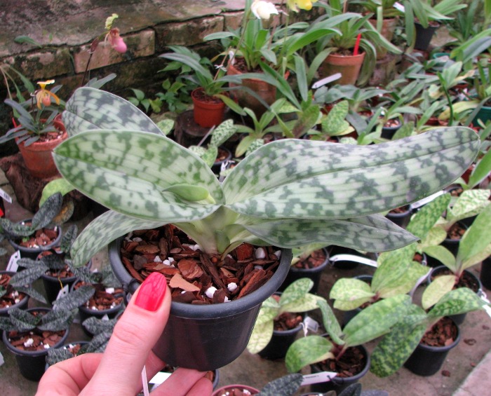 Paphiopedilum Maudiae alba.JPG