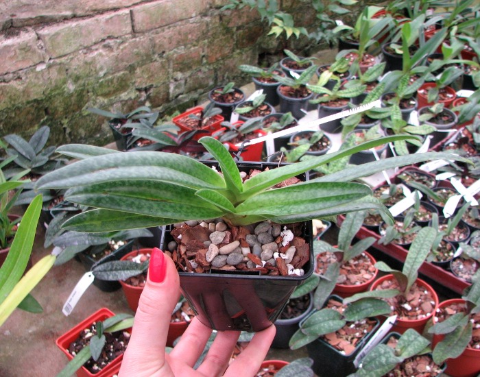 Paphiopedilum bellatulum 'In-Charm' x Paphiopedilum Susan Booth 'In-Charm’.JPG