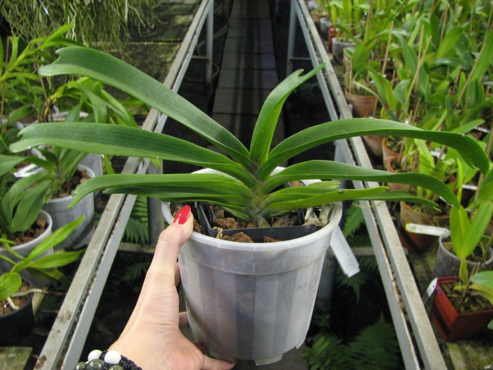 Rhynchostylis gigantea red.JPG