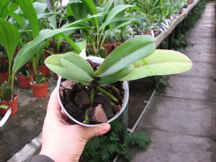 Doritaenopsis Lius Sakura.jpg