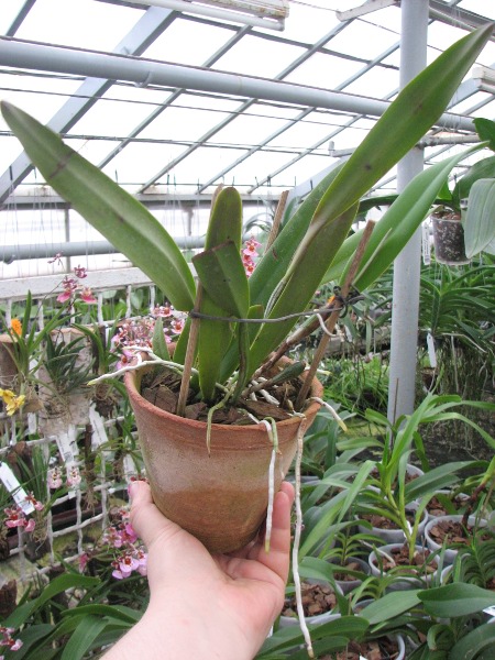 Cattleya lawrenceana.JPG