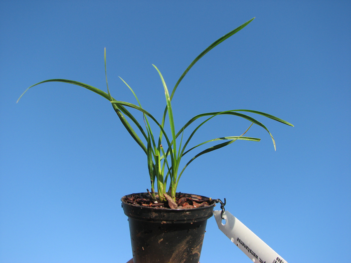 Cymbidium wenshanense.jpg