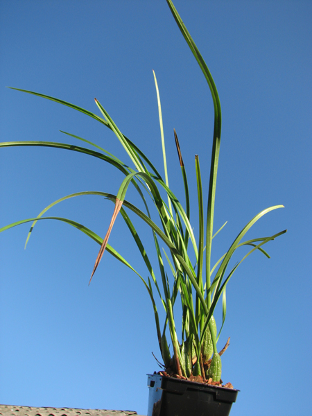 Maxillaria tenuifolia.jpg
