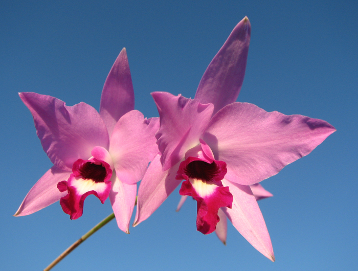 Laelia anceps guerrero x Laelia rubescens.jpg
