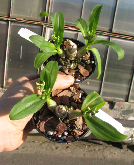 Dendrobium peguanum.jpg