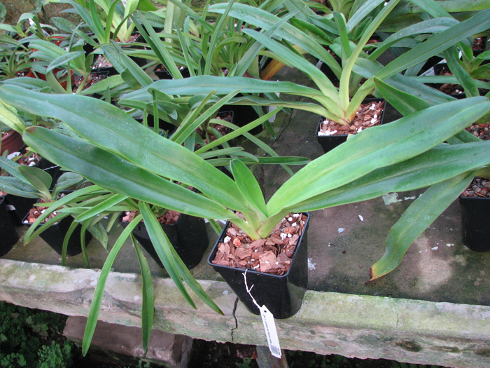 Paphiopedilum stonei 'In-Charm' x self.jpg