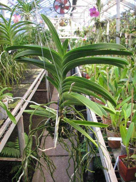 Vanda Robert Delight RB 56.jpg