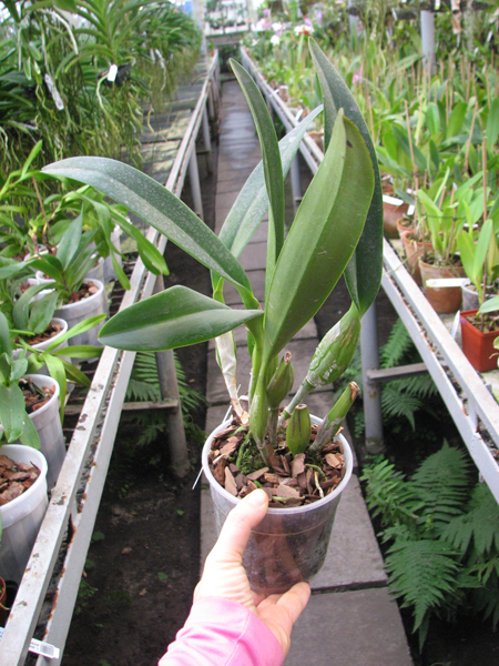 Lc Canhamiana coerulea 'Azure Skies'.jpg