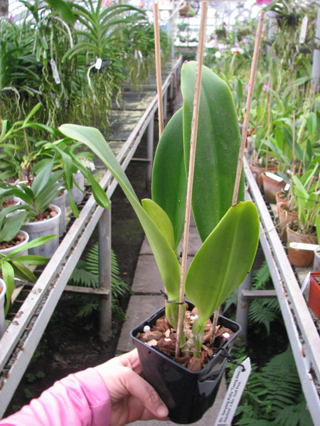 Brassolaeliocattleya Sanyang Ruby 'Tzeng-Wen Rainbow' x Brassolaeliocattleya Golf Pink.jpg
