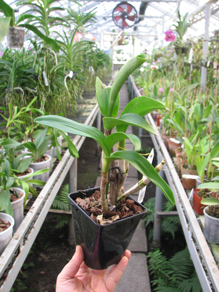 Dendrobium Kultana Fancy.jpg