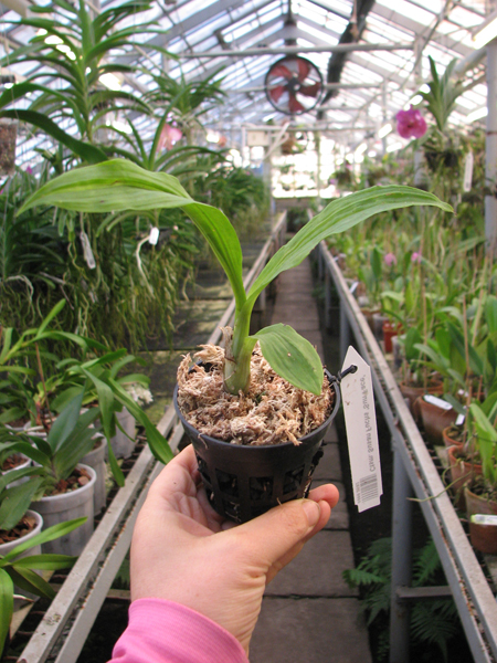Catasetum Susan Fuchs 'Sun Face'.jpg