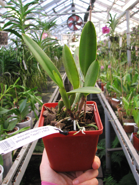 Cattleya eldorado magenta orlata pincelada 'Tapajó' x SELF.jpg