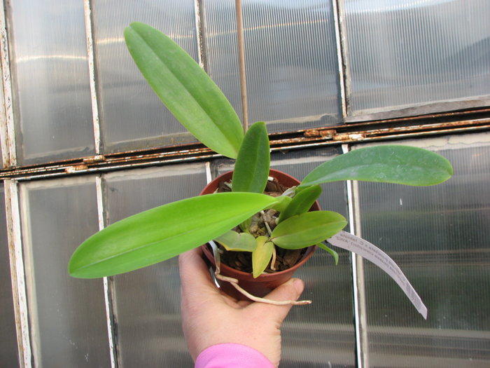 Cattleya labiata punctata x Cattleya labiata punctata (quase concolor) 'AWZ'.jpg