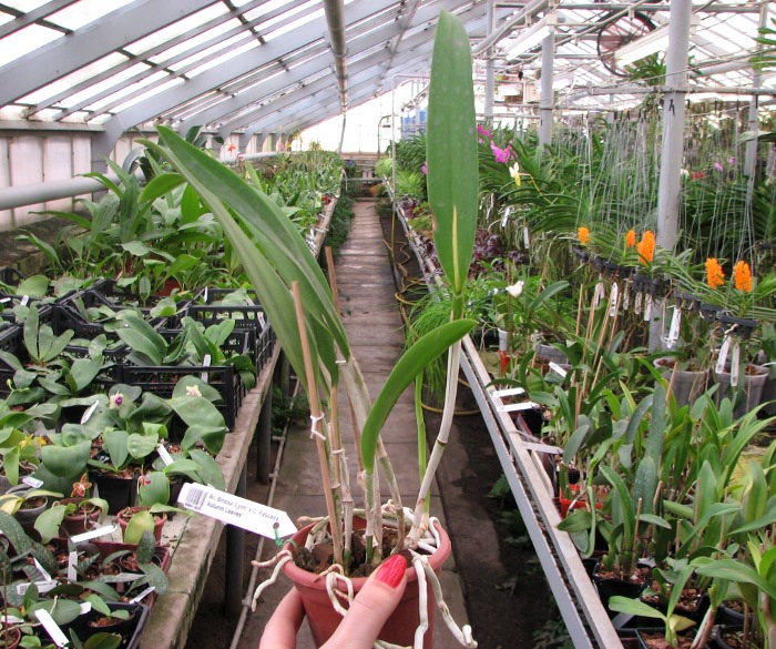 Brassocattleya Binosa 'Lynn' x Cattleya Fascelis 'Autumn Leaves'.JPG