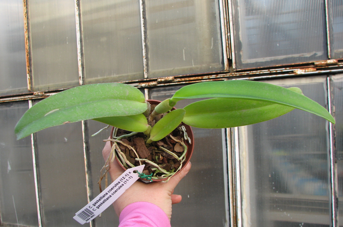 Cattleya gaskelliana coerulea (12-1) x Cattleya gaskelliana coerulea (11-1).jpg