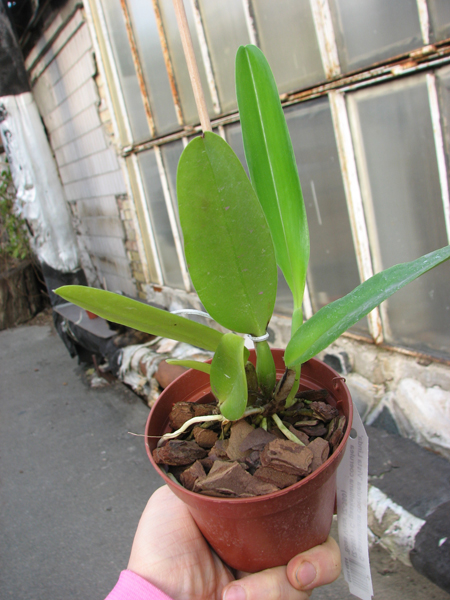 Cattleya gaskelliana coerulea 'Vista Linda' (Z-360) x Cattleya gaskelliana coerulea 'Boas Vista' (Z-360).jpg