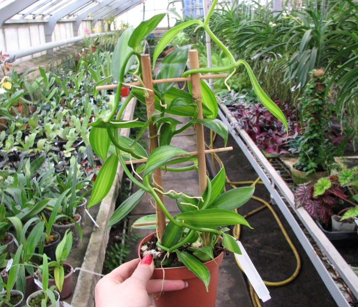 Vanilla planifolia variegata.JPG