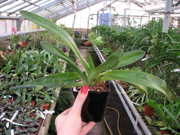 Paphiopedilum Alma Geveart 'Hager's' x Paphiopedilum philippinense var. alba 'Kou'.JPG
