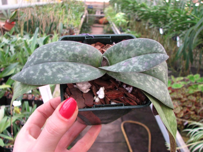Paphiopedilum bellatulum.JPG